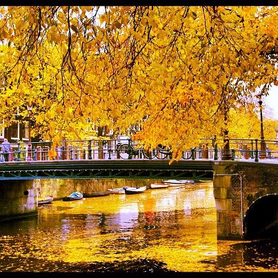 Fall Leaves in Amsterdam