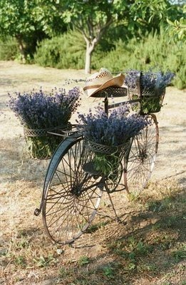 lavender bike