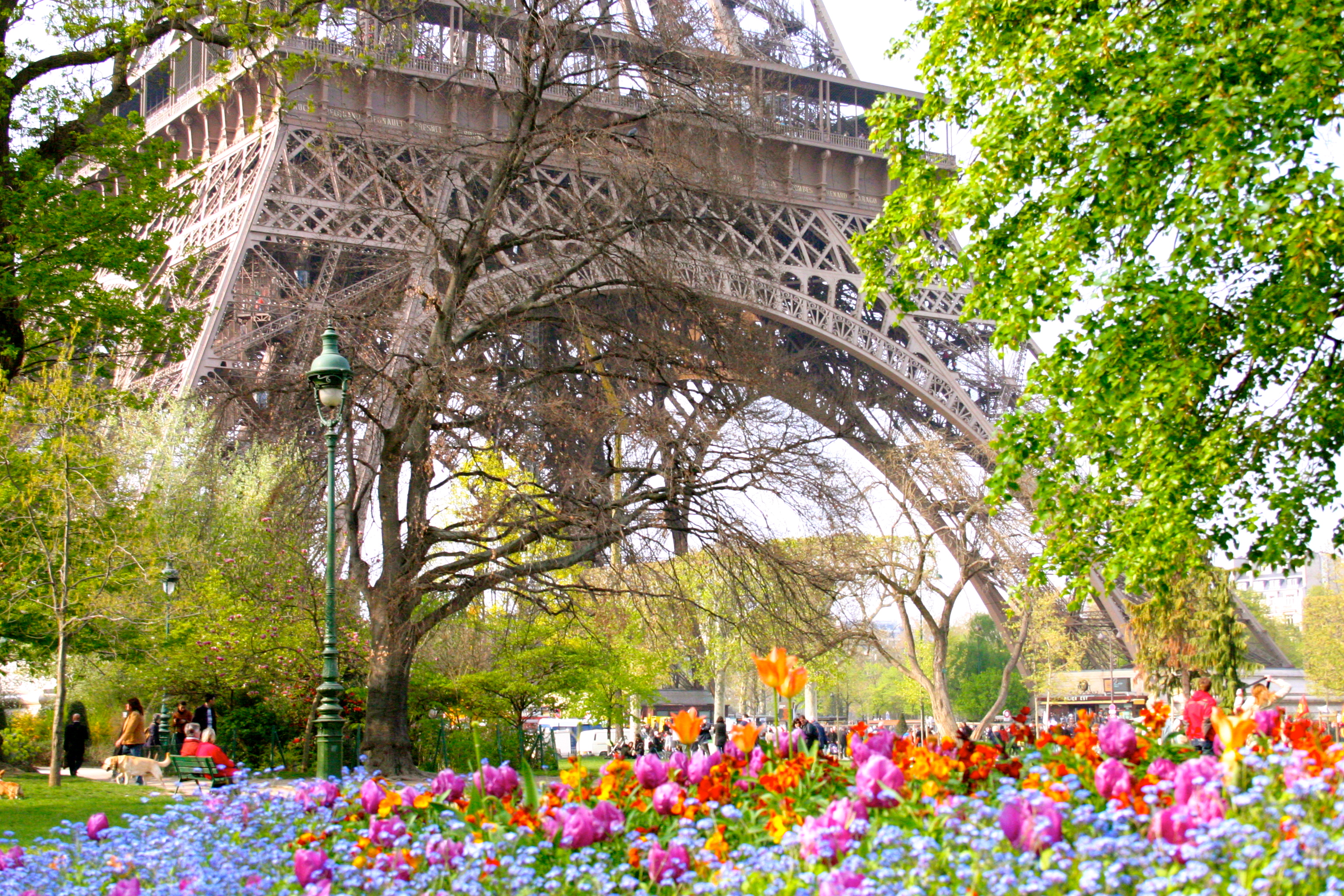 Tour Eiffel, Eiffel Tower, Julia Willard, Julie Willard, Julia Arias, Paris, France, spring, cherry blossoms, jonquils, narcissus, flowers, flower, spring in Paris, Shakespeare & Co., Notre Dame