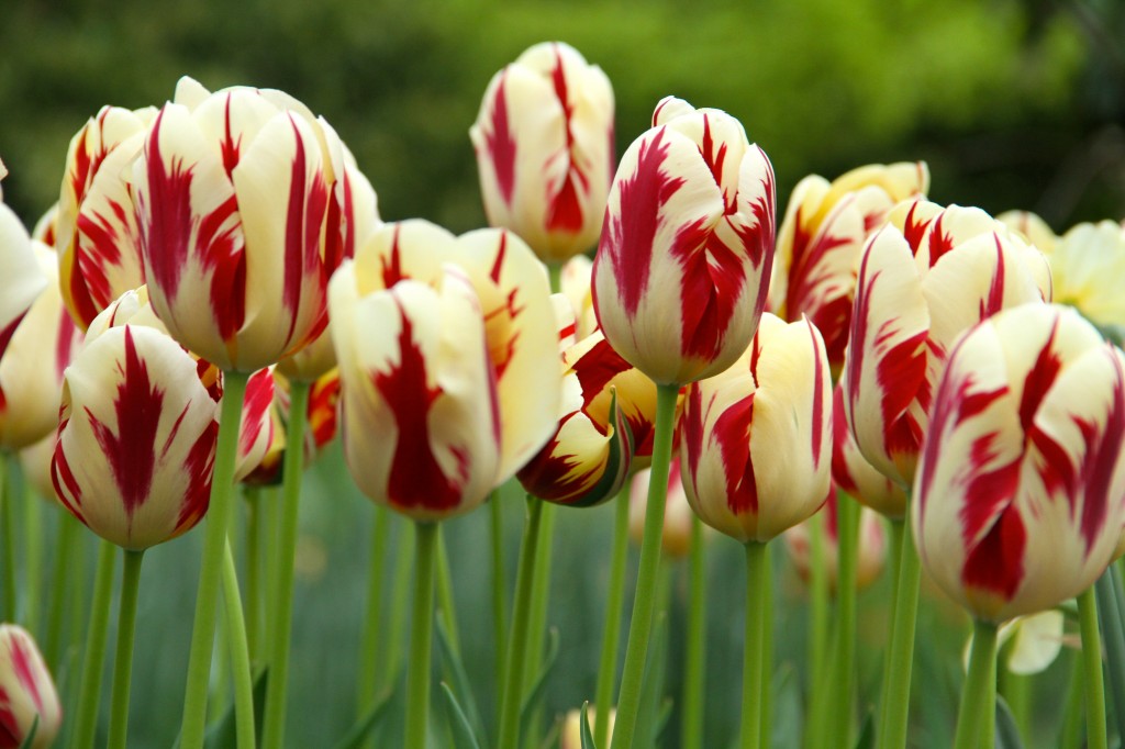 Falling off Bicycles tulips