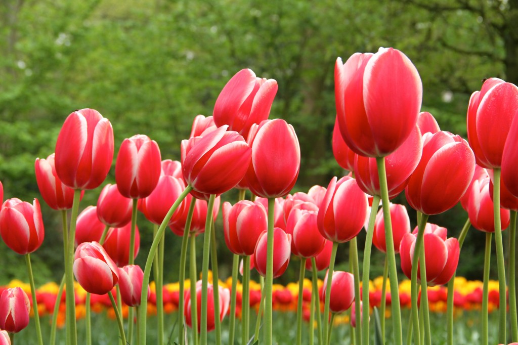 Falling off Bicycles tulips