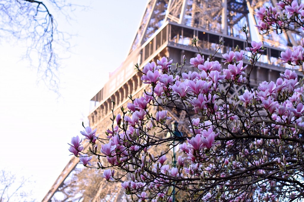 Magnolia Eiffel tower