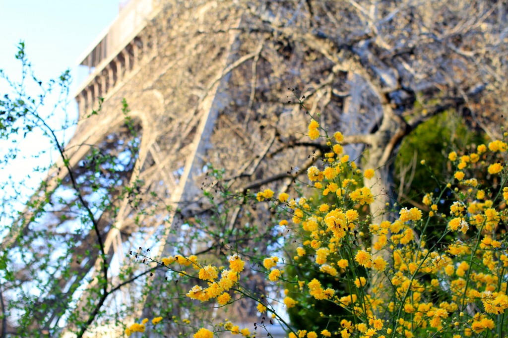 Pleniflora Eiffel Tower