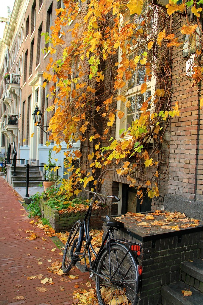 Golden Amsterdam leaves, bicycles, bike, Julia Willard, Falling Off Bicycles