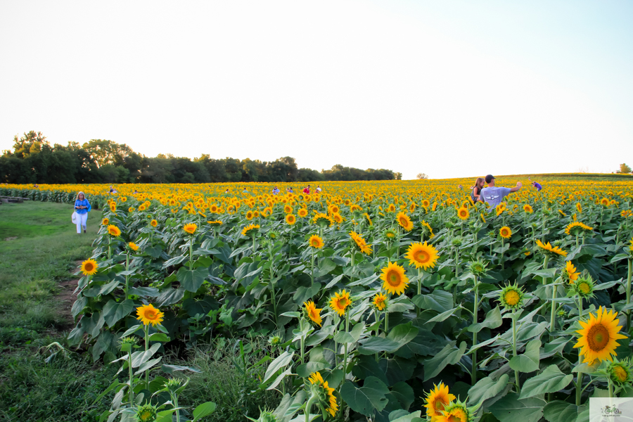 Julie Willard, Julia Willard, sunflowers Grinter Farms, Kansas, Sunflower Fields, sunflowers, flowers, sunrise