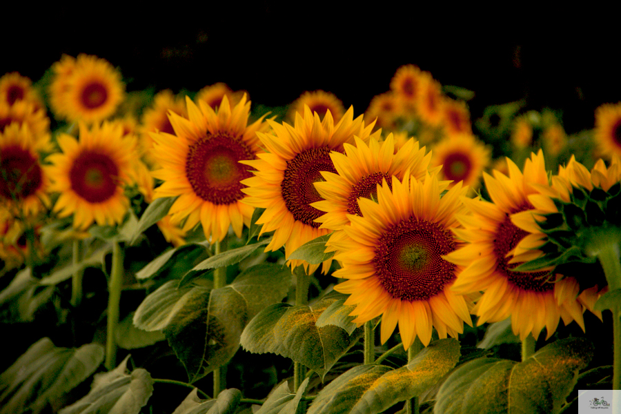 watercolor, waterlogue, tinrocket, Julie Willard, Julia Willard, sunflowers Grinter Farms, Kansas, Sunflower Fields, sunflowers, flowers, sunrise