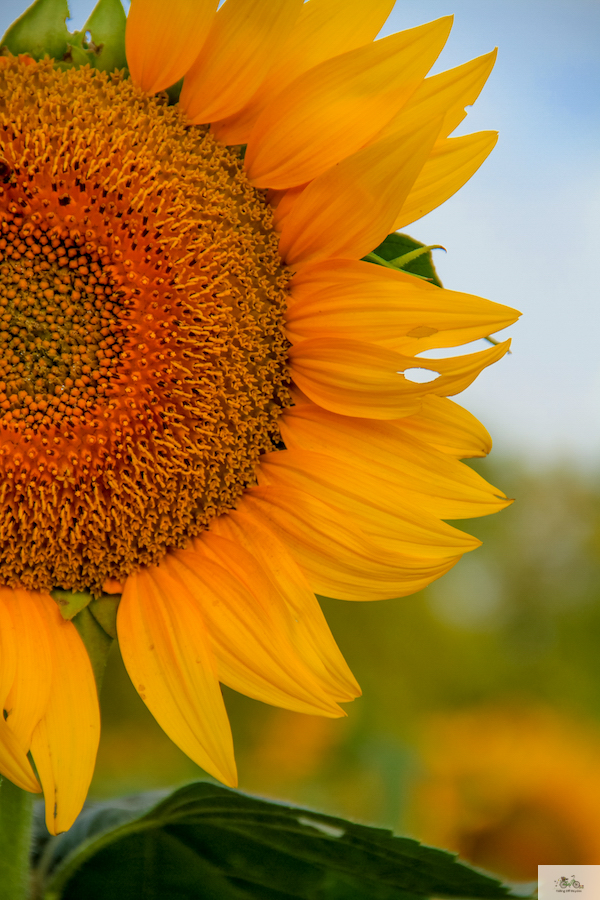 watercolor, waterlogue, tinrocket, Julie Willard, Julia Willard, sunflowers Grinter Farms, Kansas, Sunflower Fields, sunflowers, flowers, sunrise