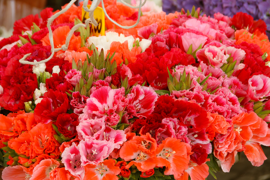 Falling Off Bicycles, Julia Willard, Julie Willard, Valentine's Day, roses, pink flowers, Paris, France, Paris photography