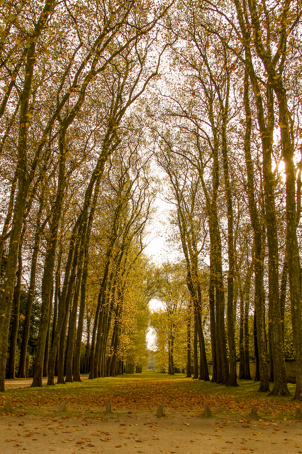 tall lined trees in wooded area in autumn