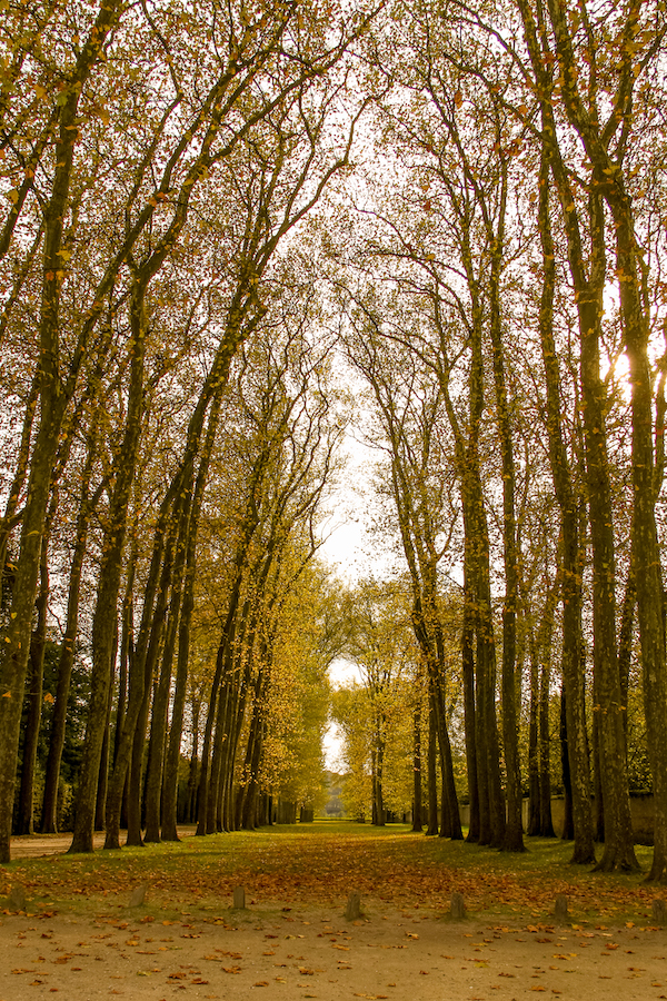 tall lined trees in wooded area in autumn