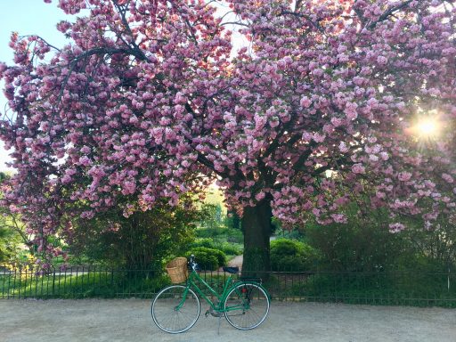 Julia Willard, Julie Willard, cherry blossoms, Paris, Paris in Spring, Falling Off Bicycles