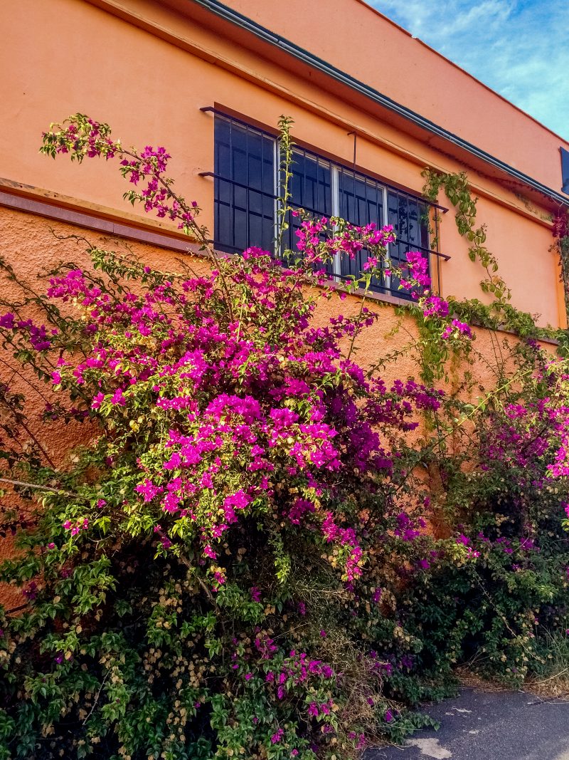 Julia Willard, Julie Willard, Spain, bougainvillea, Estartit, Barcelona, camping