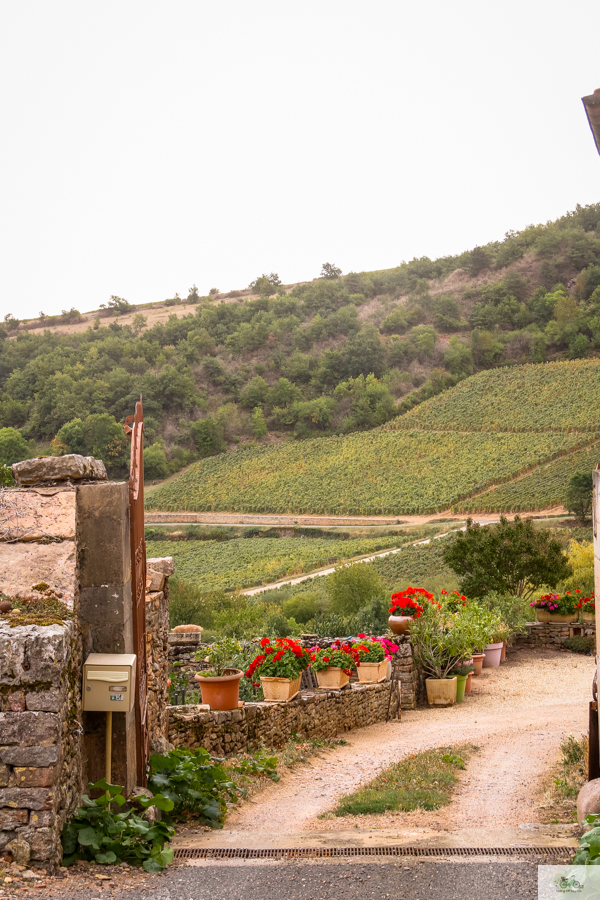 Julia Willard, Julie Willard, Falling Off Bicycles, Bourgogne, Burgundy, wine travel, Solutré-Pouilly, French wine country