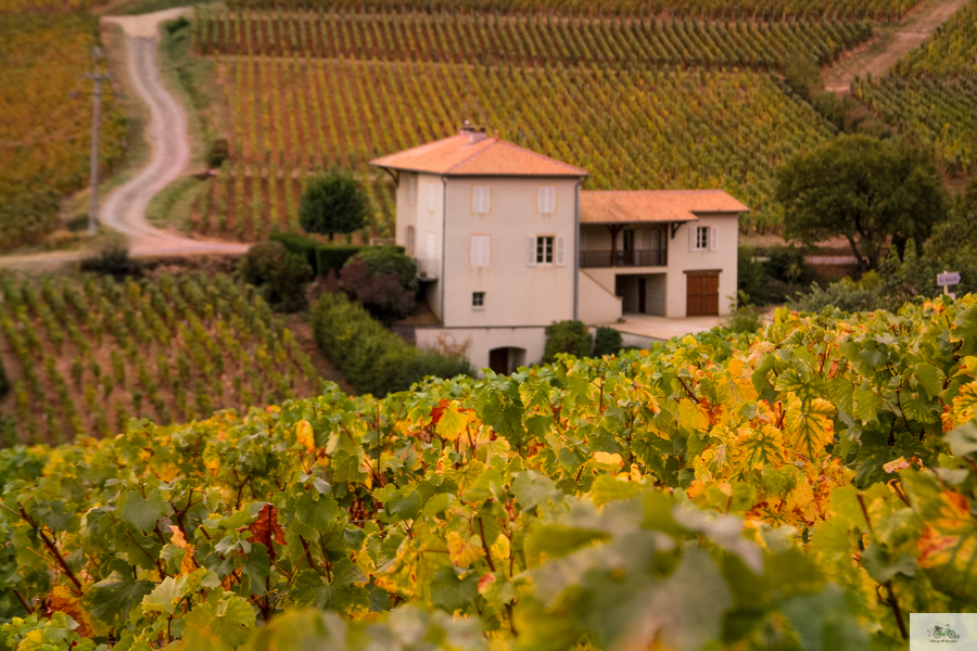 Julia Willard, Julie Willard, Falling Off Bicycles, Bourgogne, Burgundy, wine travel, Solutré-Pouilly, French wine country