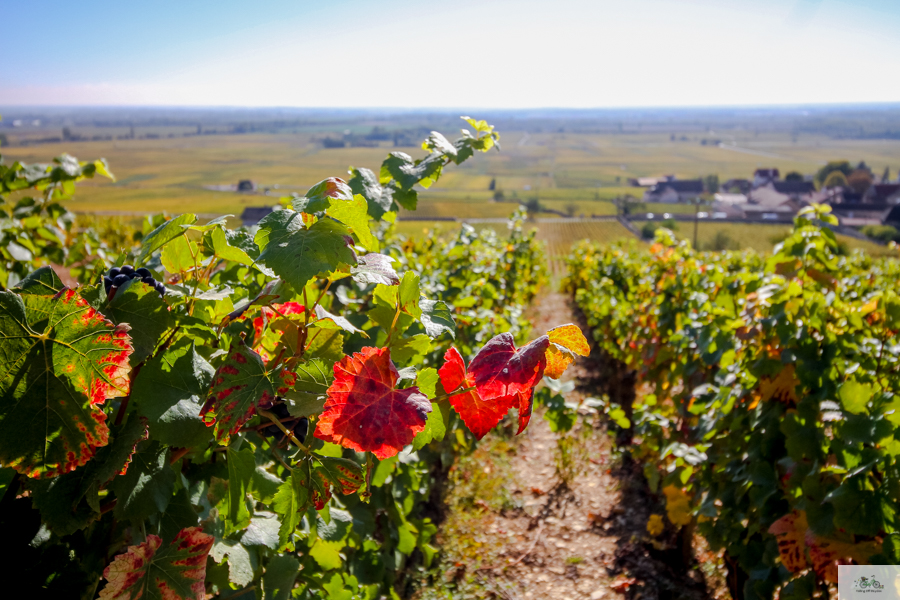 Volnay, France, Julia Willard, Falling Off Bicycles, wine region, wine in France, Bourgogne