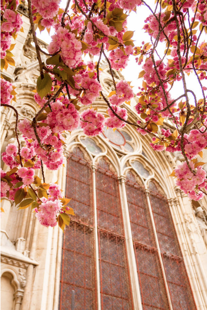 Julia Willard, Falling Off Bicycles, Notre Dame, Paris, Valentine photo