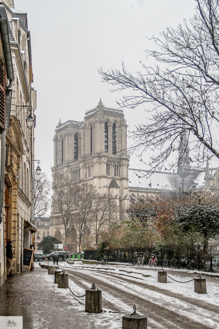 Julia Willard, Julie Willard, Julia Arias, spring in Paris, cherry blossoms, pink in Paris, Notre Dame Cathedral, April in Paris, what to do in Paris, Notre Dame, Paris, France