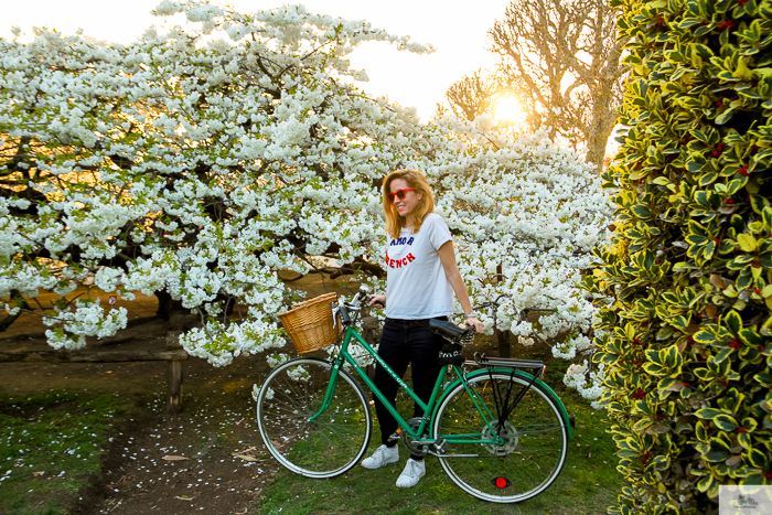 Julia Willard, Julie Willard, Falling Off Bicycles, Paris, Paris photographer, spring in Paris, biking in Paris, Notre Dame, wisteria, cherry blossoms in Paris, green bike blog, green bike instagram, spring flowers