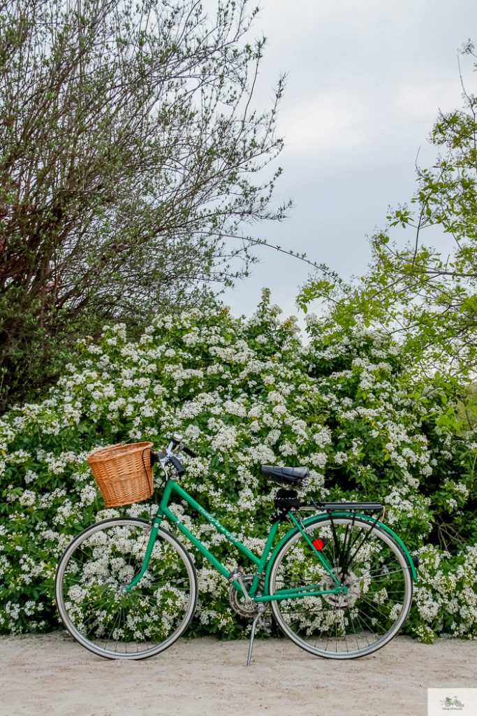 Julia Willard, Julie Willard, Falling Off Bicycles, Paris, Paris photographer, spring in Paris, biking in Paris, Notre Dame, wisteria, cherry blossoms in Paris, green bike blog, green bike instagram, spring flowers