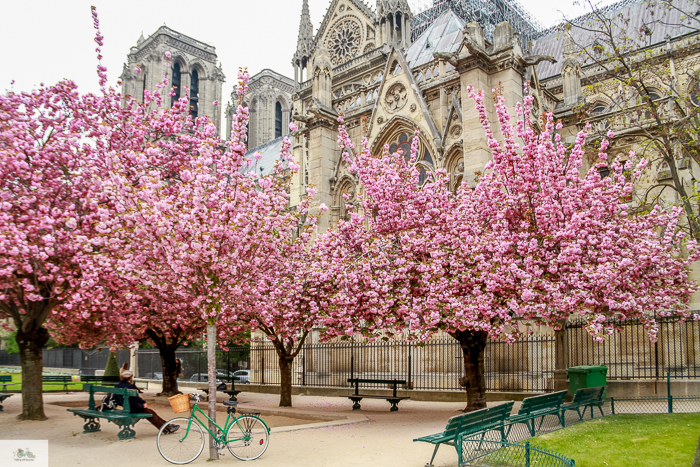 Julia Willard, Julie Willard, Julia Arias, spring in Paris, cherry blossoms, pink in Paris, Notre Dame Cathedral, April in Paris, what to do in Paris, Notre Dame, Paris, France