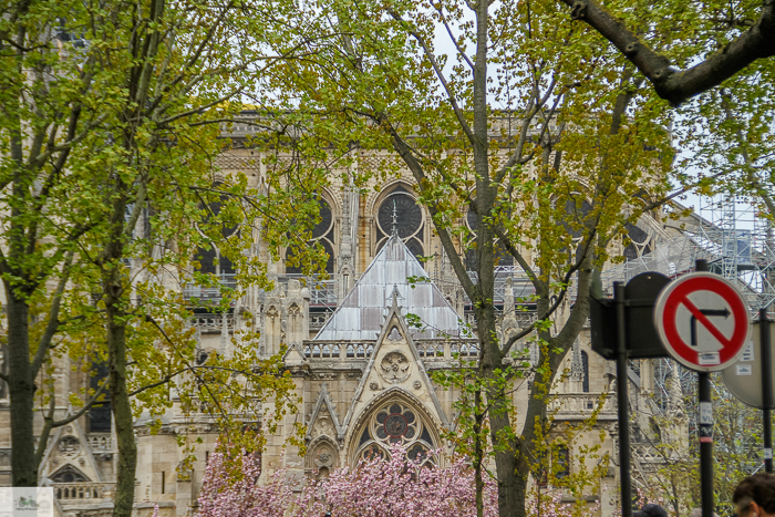 Julia Willard, Julie Willard, Julia Arias, spring in Paris, cherry blossoms, pink in Paris, Notre Dame Cathedral, April in Paris, what to do in Paris, Notre Dame, Paris, France