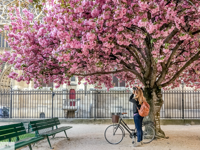 Julia Willard, Julia Arias, Julie Willard, Falling Off Bicycles, Spring in Paris, France, Notre Dame, cherry blossoms