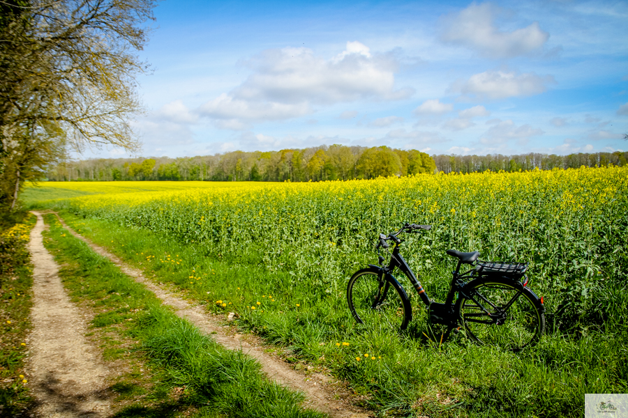 Bike parked in big field of Yellow Colza Flowers
