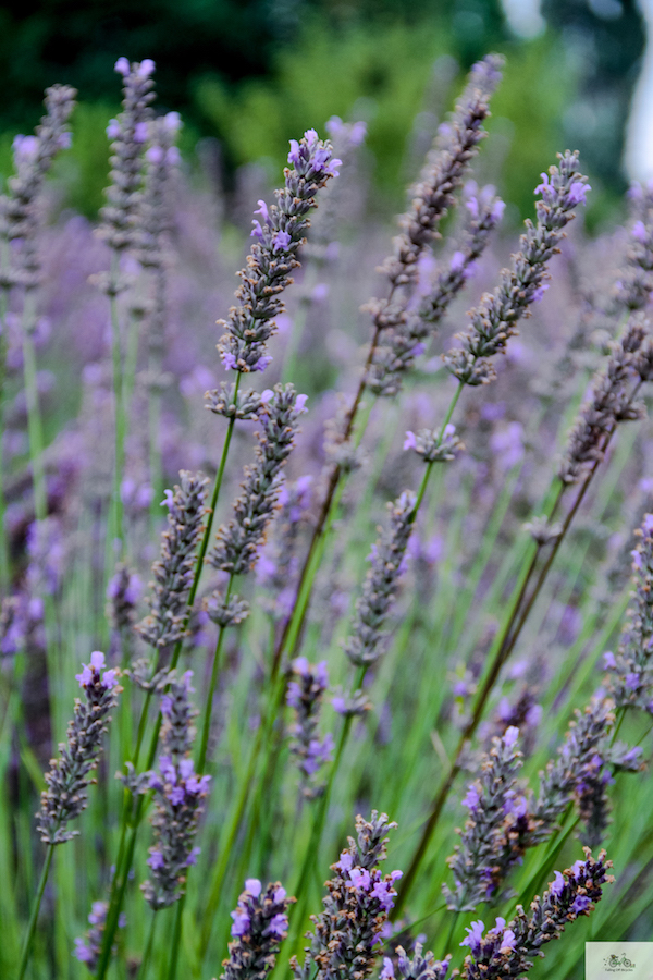 lavender, Falling Off Bicycles, Provence in summer, luxury hotel