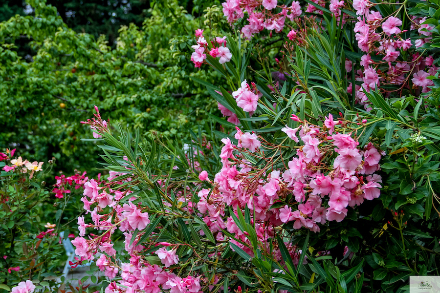 Provence oleander, luxury hotel Provence, Aix en Provence, Avignon, Paris blog, France blog