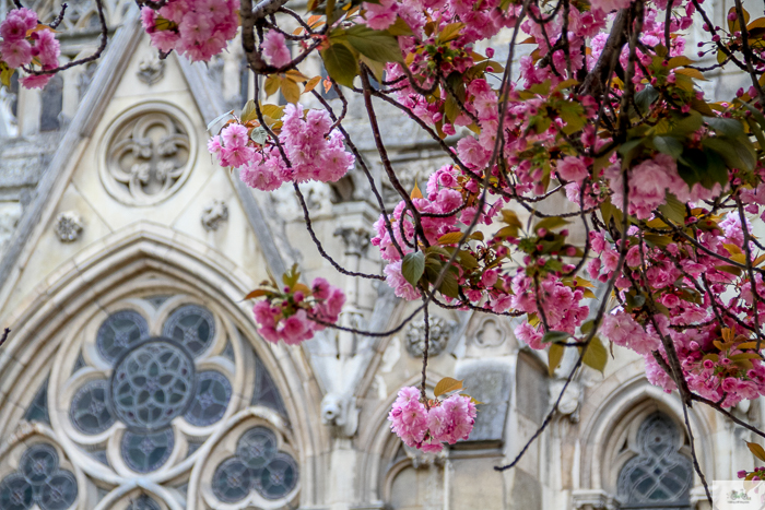 Julia Willard, Julie Willard, Julia Arias, spring in Paris, cherry blossoms, pink in Paris, Notre Dame Cathedral, April in Paris, what to do in Paris