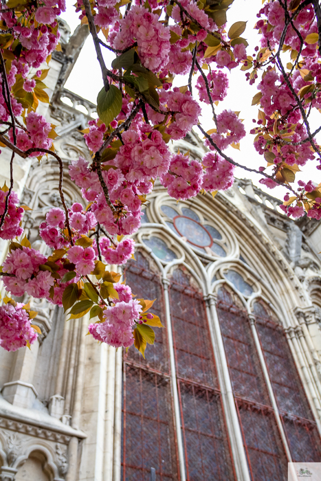 Julia Willard, Julie Willard, Julia Arias, spring in Paris, cherry blossoms, pink in Paris, Notre Dame Cathedral, April in Paris, what to do in Paris, Notre Dame, Paris, France