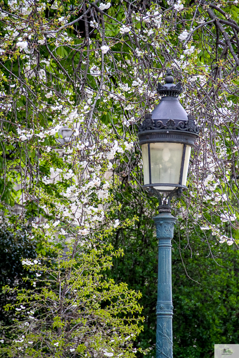 Julia Willard, Julie Willard, Julia Arias, spring in Paris, cherry blossoms, pink in Paris, Notre Dame Cathedral, April in Paris, what to do in Paris, Notre Dame, Paris, France