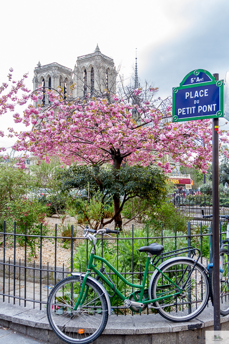 Julia Willard, Julie Willard, Julia Arias, spring in Paris, cherry blossoms, pink in Paris, Notre Dame Cathedral, April in Paris, what to do in Paris, Notre Dame, Paris, France