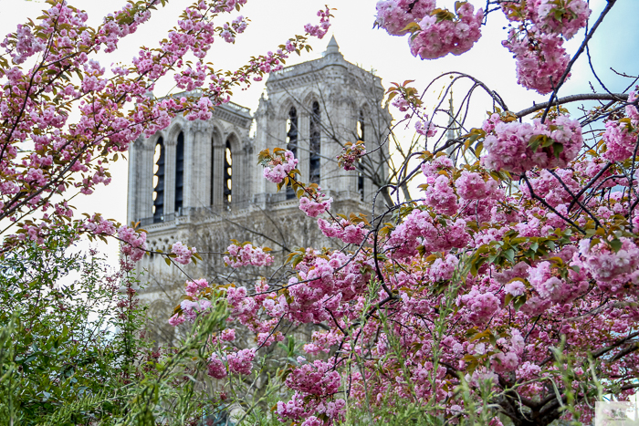 Julia Willard, Julie Willard, Julia Arias, spring in Paris, cherry blossoms, pink in Paris, Notre Dame Cathedral, April in Paris, what to do in Paris, Notre Dame, Paris, France