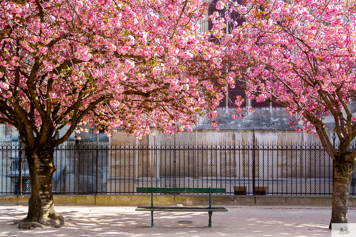 Julia Willard, Julie Willard, Julia Arias, spring in Paris, cherry blossoms, pink in Paris, Notre Dame Cathedral, April in Paris, what to do in Paris, Notre Dame, Paris, France