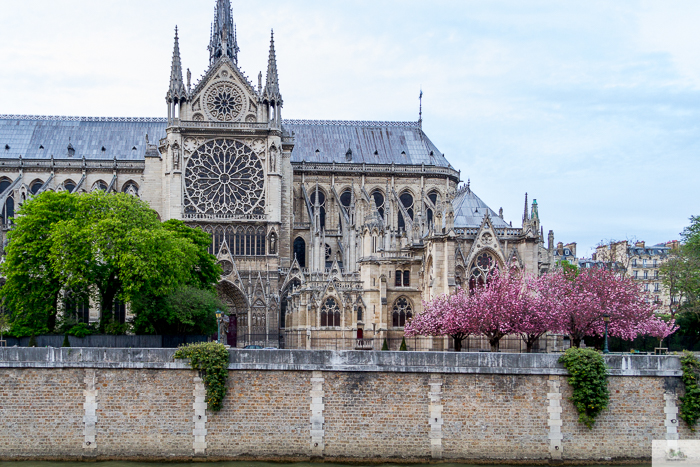 Julia Willard, Julie Willard, Julia Arias, spring in Paris, cherry blossoms, pink in Paris, Notre Dame Cathedral, April in Paris, what to do in Paris, Notre Dame, Paris, France