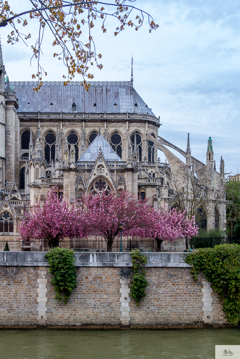 Julia Willard, Julie Willard, Julia Arias, spring in Paris, cherry blossoms, pink in Paris, Notre Dame Cathedral, April in Paris, what to do in Paris, Notre Dame, Paris, France