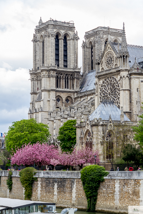 Julia Willard, Julie Willard, Julia Arias, spring in Paris, cherry blossoms, pink in Paris, Notre Dame Cathedral, April in Paris, what to do in Paris