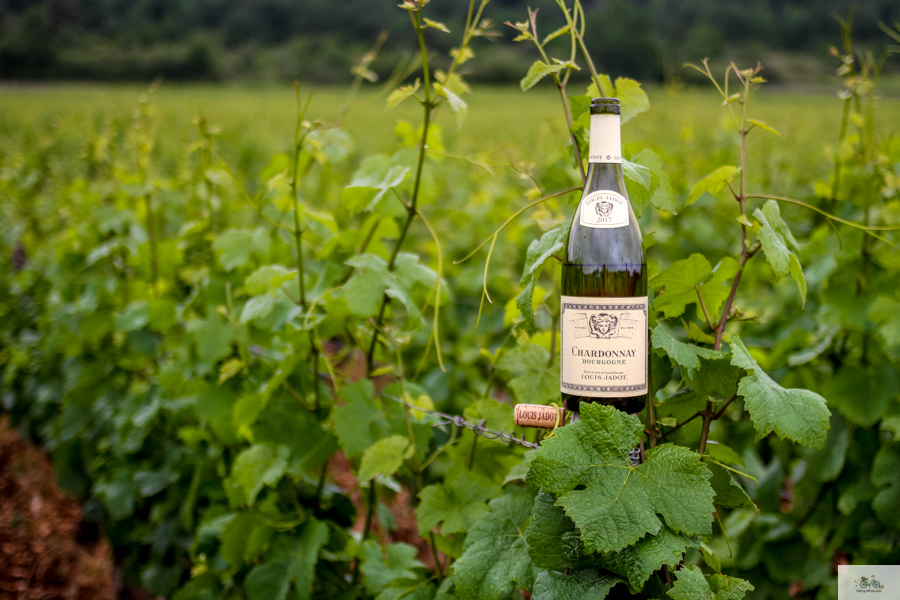 Louis Jadot wine, Julia Willard, Julie Willard, Falling Off Bicycles, France blog, Bourgogne, Burgundy wine, French wine tour