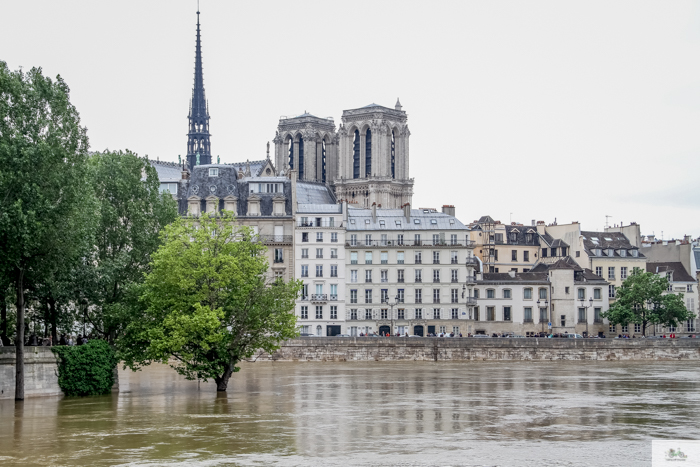 Falling Off Bicycles, Julia Willard, Julie Willard, Seine, Paris flood 2016, grue, Paris grue