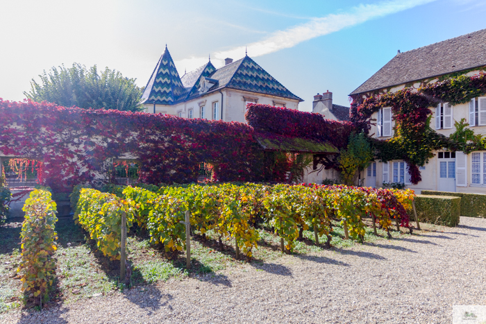 Julia Willard, Julie Willard, Falling Off Bicycles, Dijon, Beaune, wine tour Burgundy, Hospices de Beaune, Tour Philippe le Bon, Bouchard Père et Fils