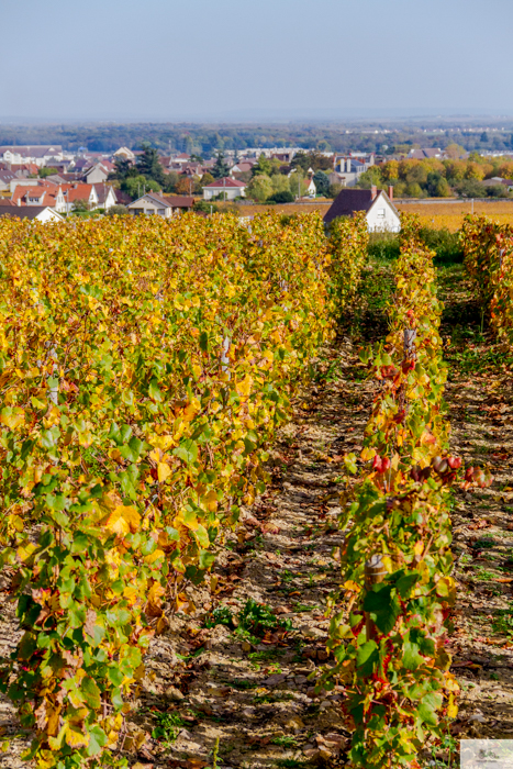 Julia Willard, Julie Willard, Falling Off Bicycles, Dijon, Beaune, wine tour Burgundy, Hospices de Beaune, Tour Philip le Bon