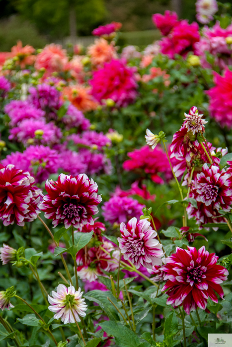 Julia Willard, Julia Arias, Julie Willard, Falling Off Bicycles, Paris blog, France travel blog, Jardin des Plantes de Rouen, what to do in Rouen