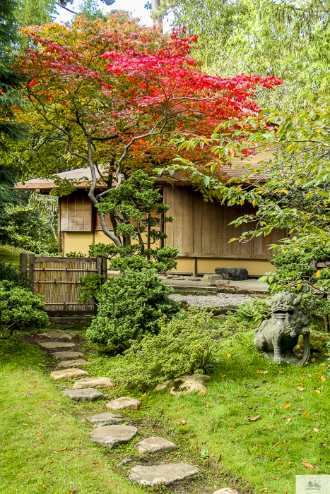 The magnificent Japanese maple shading a wooden hut in the garden