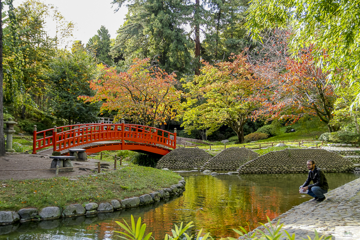 Red bridge in the Albert Kahn Garden. Man crouching near the edge of the pond