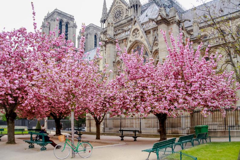 Julia Willard, Falling Off Bicycles, Paris flower photo, spring photography, cherry blossoms, Notre Dame Cathedral, fine art Paris photography, blossoms in Paris, wall decor