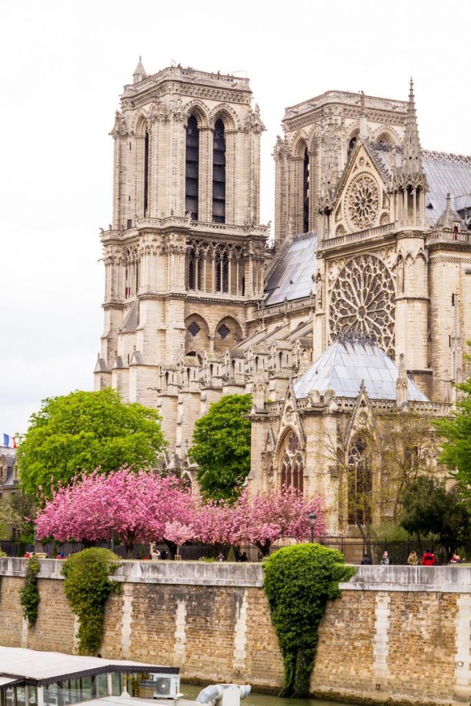 Julia Willard, Falling Off Bicycles, Paris cherry blossoms at Notre Dame Cathedral, flower photo, spring photography, fine art Paris photography, blossoms in Paris, wall decor