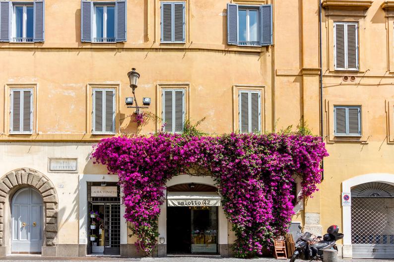 Rome, Italy door, Falling Off Bicycles, bougainvillea flower photography, travel photo, wall decor by Julia Willard