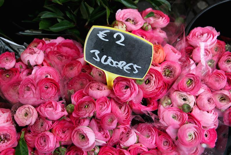 Julia Willard, Falling Off Bicycles, Flower photo, pink Ranunculus photo, pink Valentine flowers, fine art Netherlands photography, flower photography, travel photo, wall decor