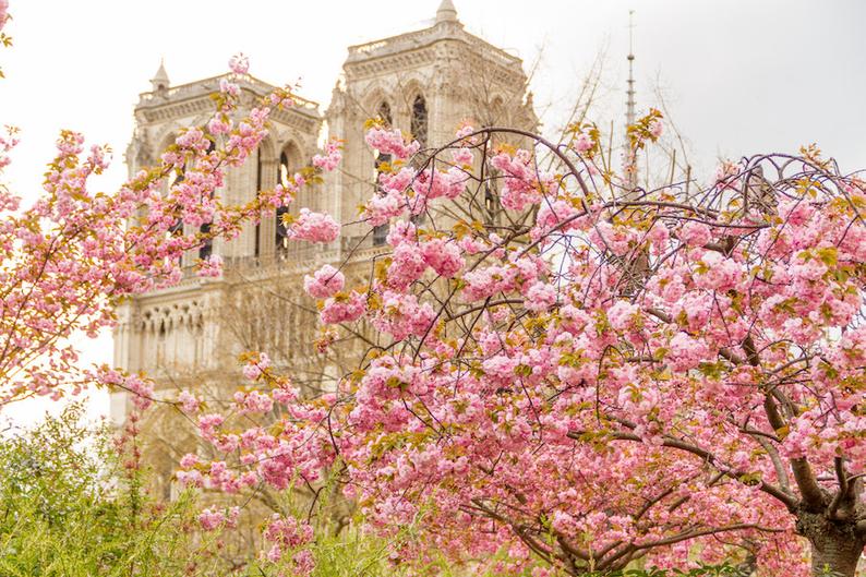 Julia Willard, Falling Off Bicycles, Paris flower photo, spring photography, cherry blossoms, Notre Dame Cathedral, fine art Paris photography, blossoms in Paris, wall decor